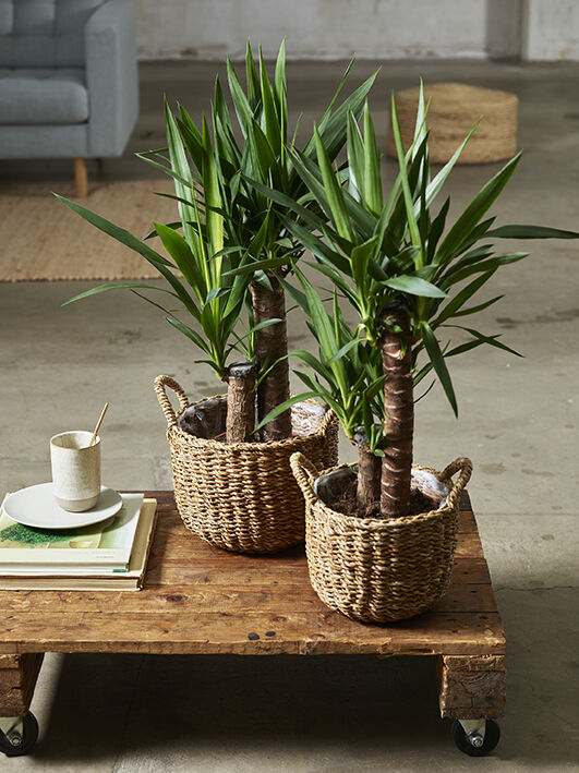 Yucca palmer